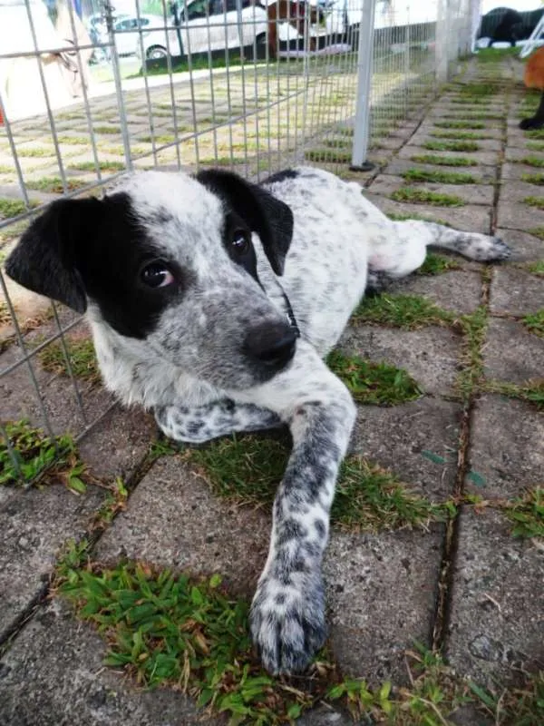 Cachorro ra a SRD idade 2 a 6 meses nome Thanos
