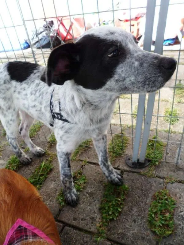Cachorro ra a SRD idade 2 a 6 meses nome Thanos