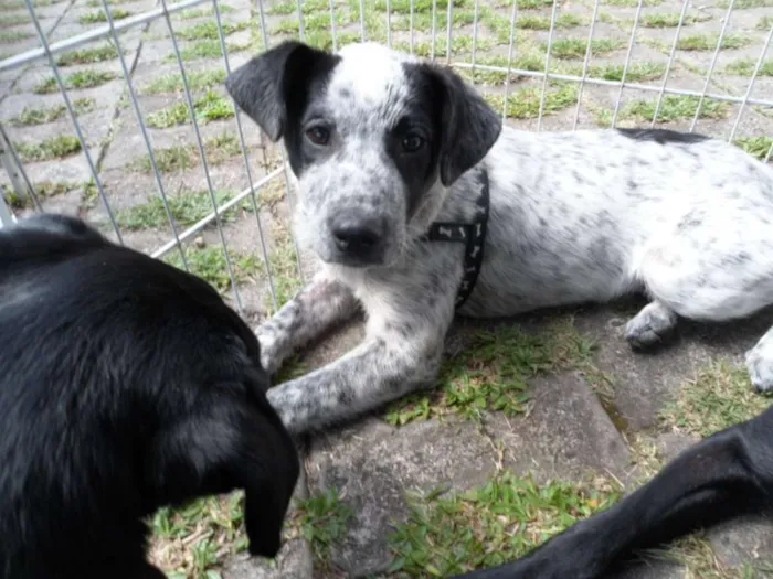 Cachorro ra a SRD idade 2 a 6 meses nome Thanos