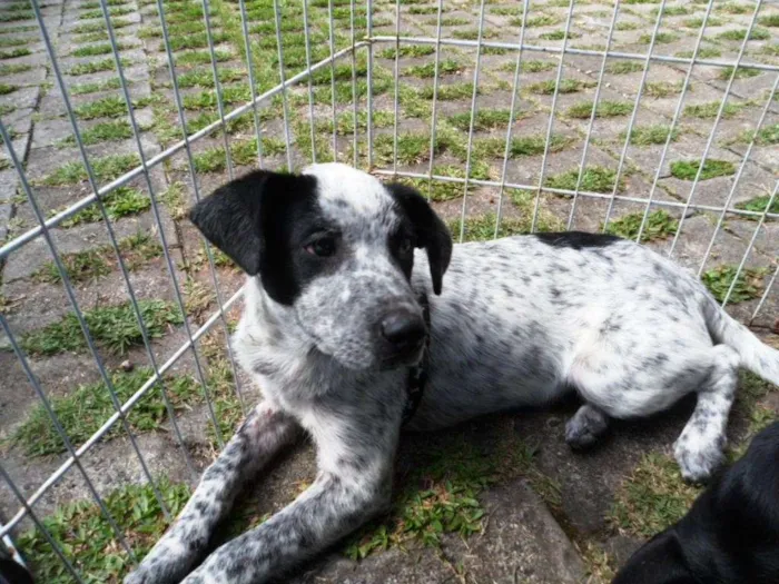 Cachorro ra a SRD idade 2 a 6 meses nome Thanos