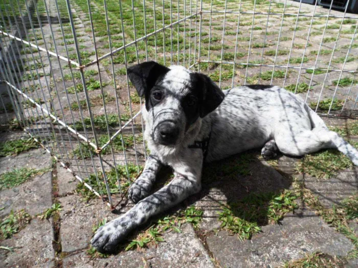 Cachorro ra a SRD idade 2 a 6 meses nome Thanos
