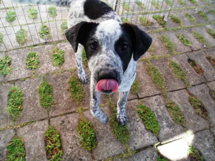 Cachorro ra a SRD idade 2 a 6 meses nome Thanos
