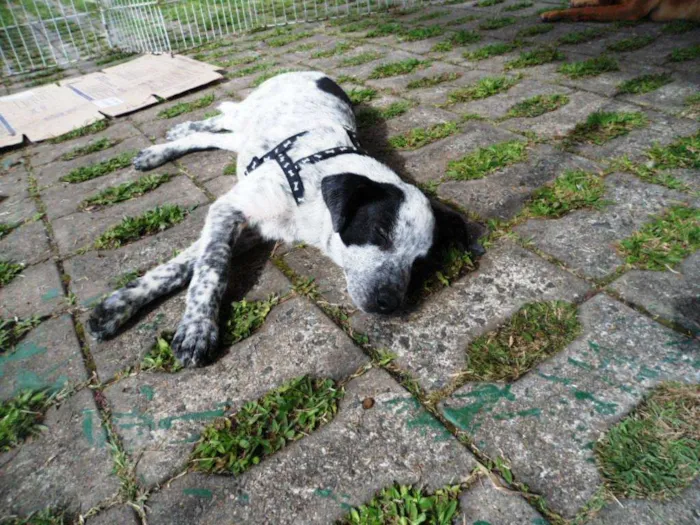 Cachorro ra a SRD idade 2 a 6 meses nome Thanos