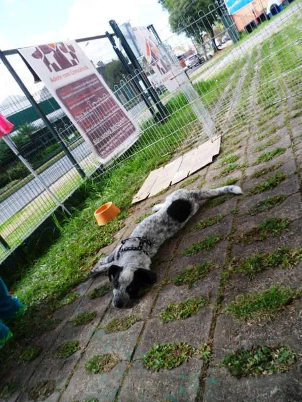 Cachorro ra a SRD idade 2 a 6 meses nome Thanos