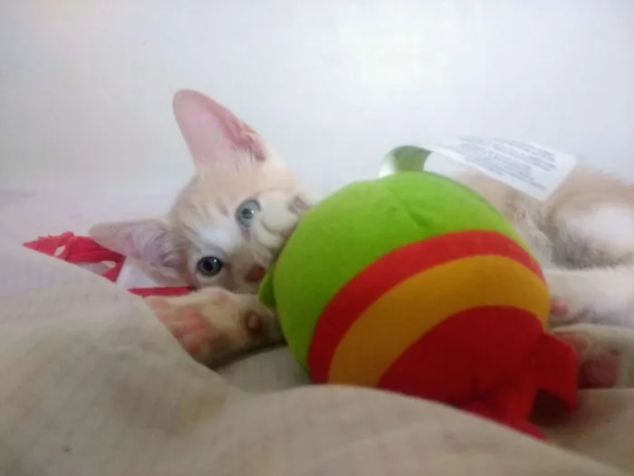 Gato raça SRD idade 2 a 6 meses nome Jr.