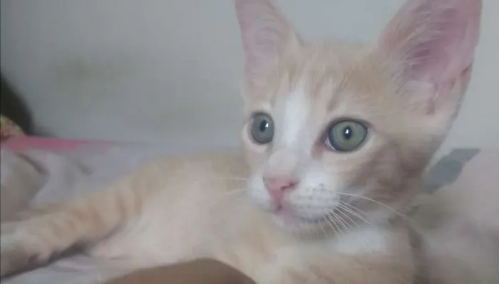 Gato raça SRD idade 2 a 6 meses nome Jr.