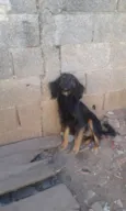 Lola