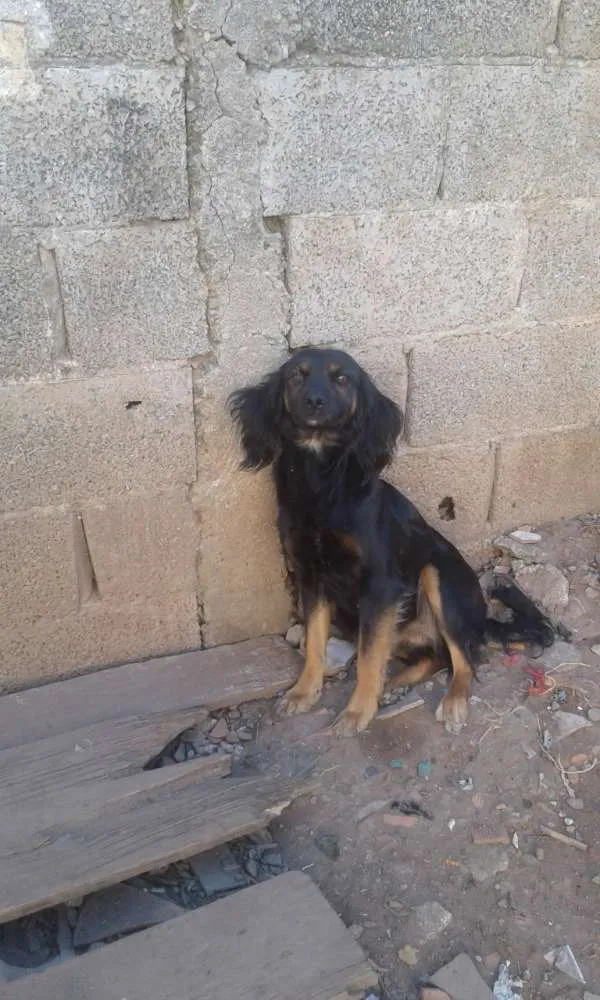 Cachorro ra a  idade 3 anos nome Lola