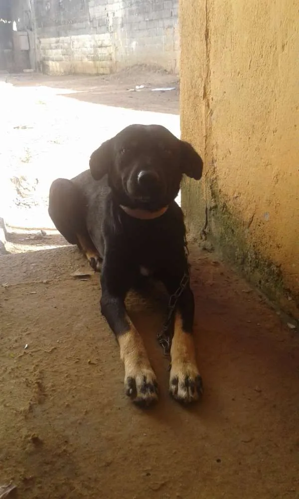 Cachorro ra a Capa preta idade 2 anos nome Negao