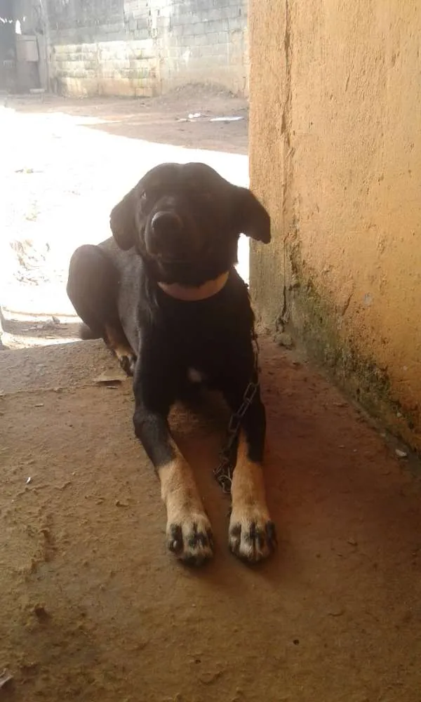 Cachorro ra a Capa preta idade 2 anos nome Negao