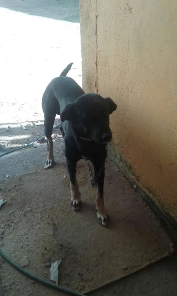 Cachorro ra a Capa preta idade 2 anos nome Negao