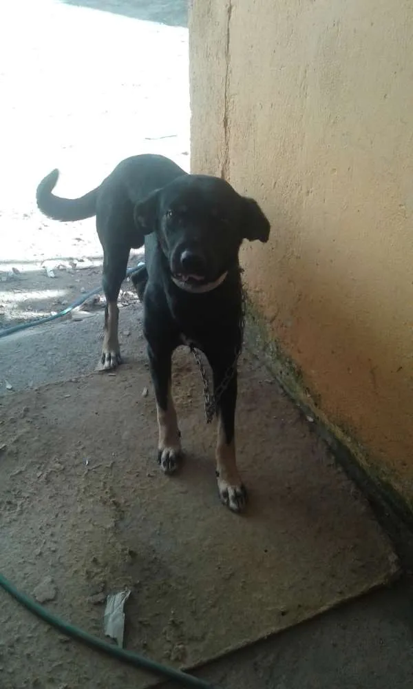 Cachorro ra a Capa preta idade 2 anos nome Negao