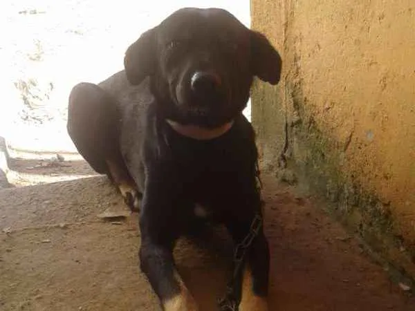 Cachorro ra a Capa preta idade 2 anos nome Negao