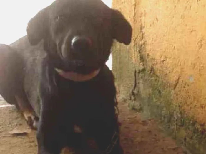 Cachorro ra a Capa preta idade 2 anos nome Negao
