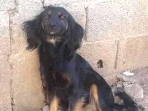 Cachorro raça  idade 3 anos nome Lola