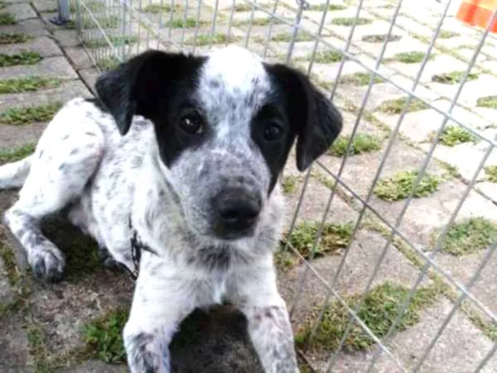 Cachorro ra a SRD idade 2 a 6 meses nome Thanos