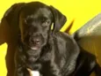 Zeca