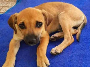 Cachorro raça Vira-lata idade 2 a 6 meses nome Sem nome