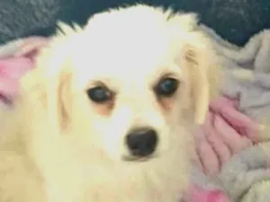 Cachorro raça Lhasa Apso (Mestiço) idade 2 a 6 meses nome Nick
