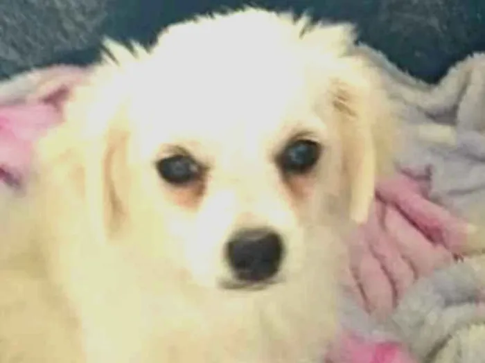 Cachorro ra a Lhasa Apso (Mestiço) idade 2 a 6 meses nome Nick