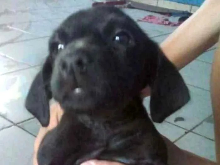 Cachorro ra a Sem raça definida idade 2 a 6 meses nome São 7 filhotes 