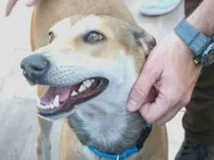 Cachorro raça Srd idade 2 anos nome Heleno