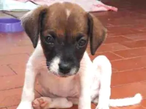 Cachorro raça Indefinida idade Abaixo de 2 meses nome Xélounal