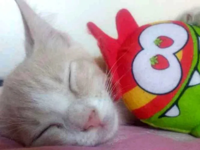 Gato raça SRD idade 2 a 6 meses nome Jr.