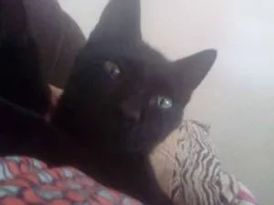 Gato raça Srd idade 3 anos nome Salém