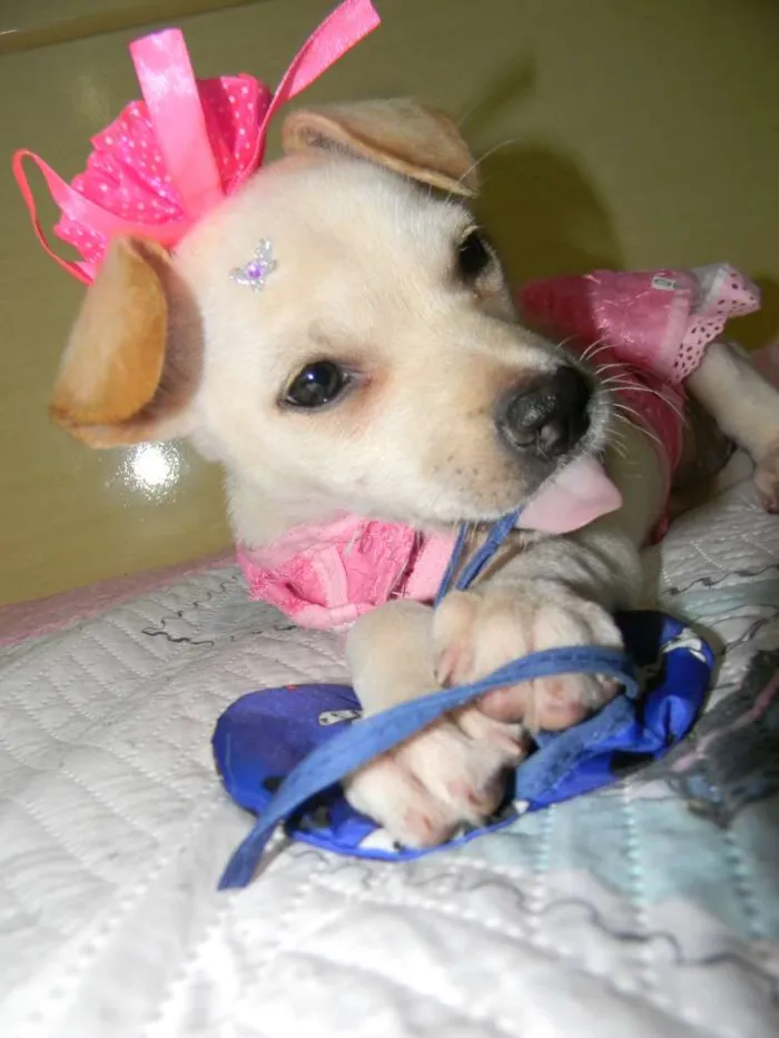 Cachorro ra a Srd idade 2 a 6 meses nome Poly