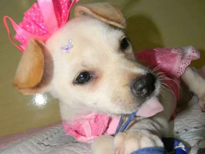 Cachorro ra a Srd idade 2 a 6 meses nome Poly