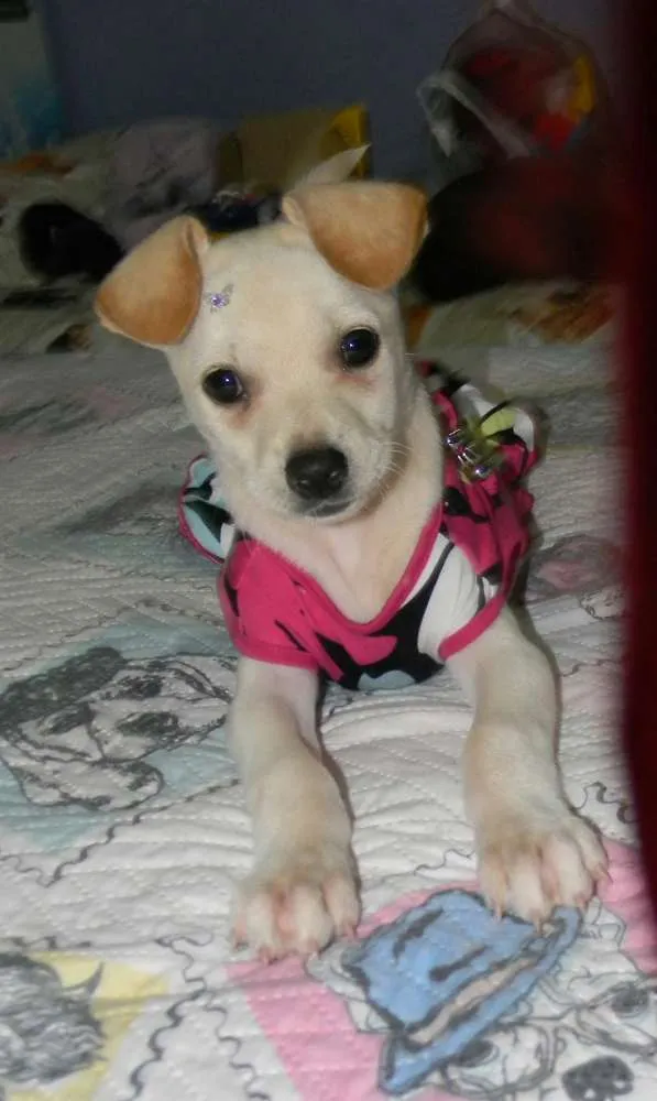 Cachorro ra a Srd idade 2 a 6 meses nome Poly