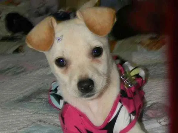Cachorro ra a Srd idade 2 a 6 meses nome Poly