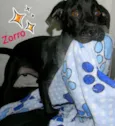 Zorro