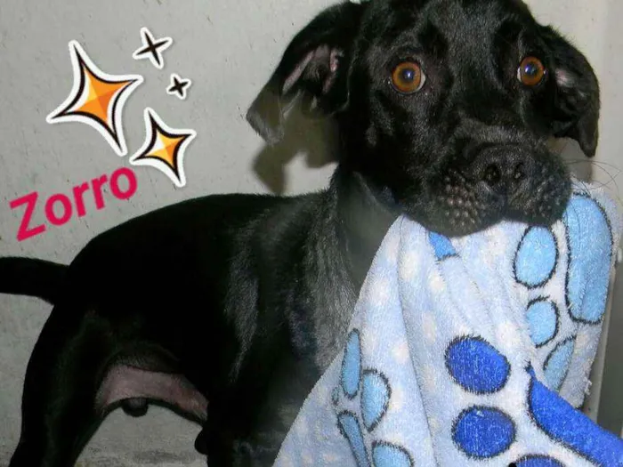 Cachorro ra a Mix de labrador  idade 2 anos nome Zorro