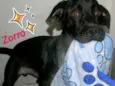 Zorro