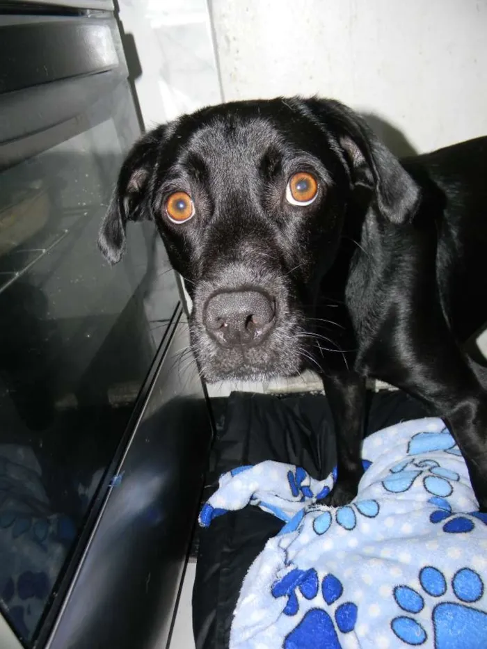 Cachorro ra a Mix de labrador  idade 2 anos nome Zorro