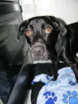 Zorro