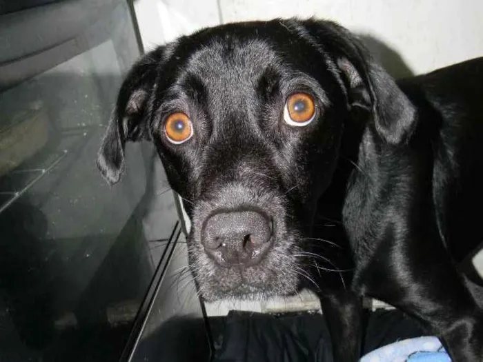 Cachorro ra a Mix de labrador  idade 2 anos nome Zorro