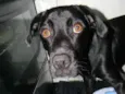 Zorro
