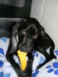 Zorro