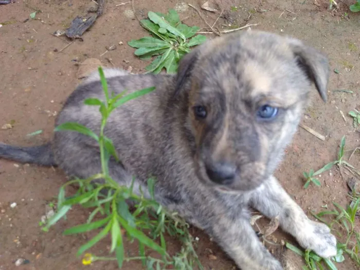 Cachorro ra a Vira lata idade Abaixo de 2 meses nome Tigre