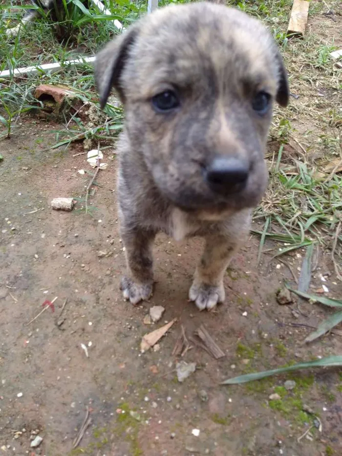 Cachorro ra a Vira lata idade Abaixo de 2 meses nome Tigre