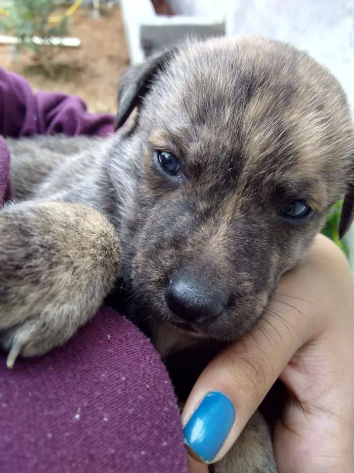 Cachorro ra a Vira lata idade Abaixo de 2 meses nome Tigre