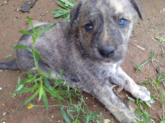 Cachorro ra a Vira lata idade Abaixo de 2 meses nome Tigre
