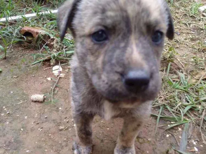 Cachorro ra a Vira lata idade Abaixo de 2 meses nome Tigre