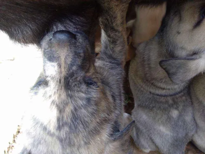 Cachorro ra a Vira lata idade Abaixo de 2 meses nome Tigre