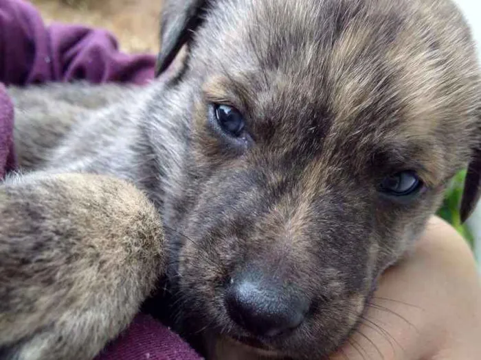Cachorro ra a Vira lata idade Abaixo de 2 meses nome Tigre