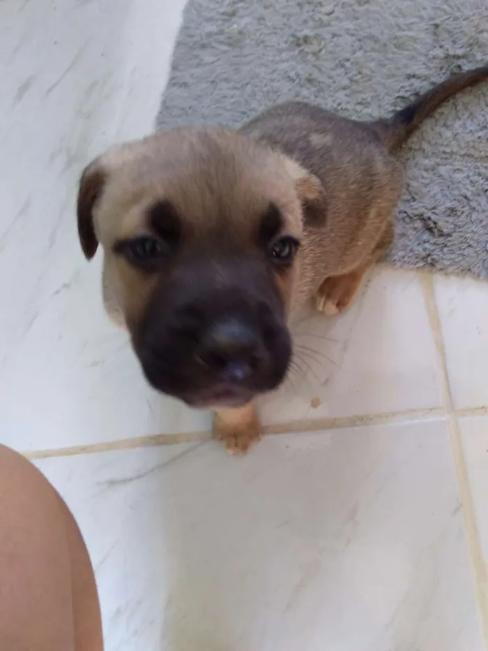 Cachorro ra a Vira lata idade Abaixo de 2 meses nome Lilo