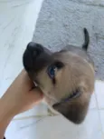 Lilo
